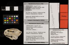 Foto (Objekt + Etiketten) von Cracensigillatus acutirostris (Moericke, 1889) (NHMW-GEO-1990-0041-0039b)